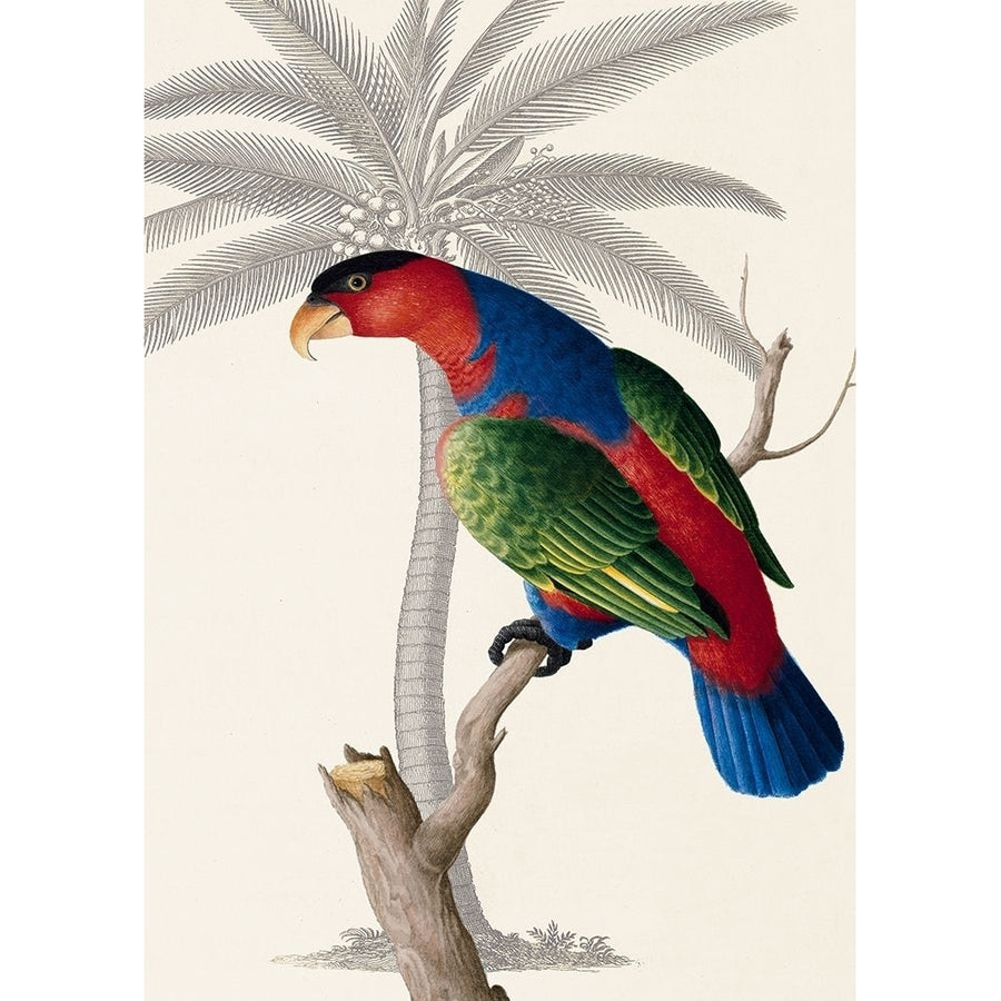 Palm/Lory Parrot Poster Print by Ehret-De Bevere Image 1