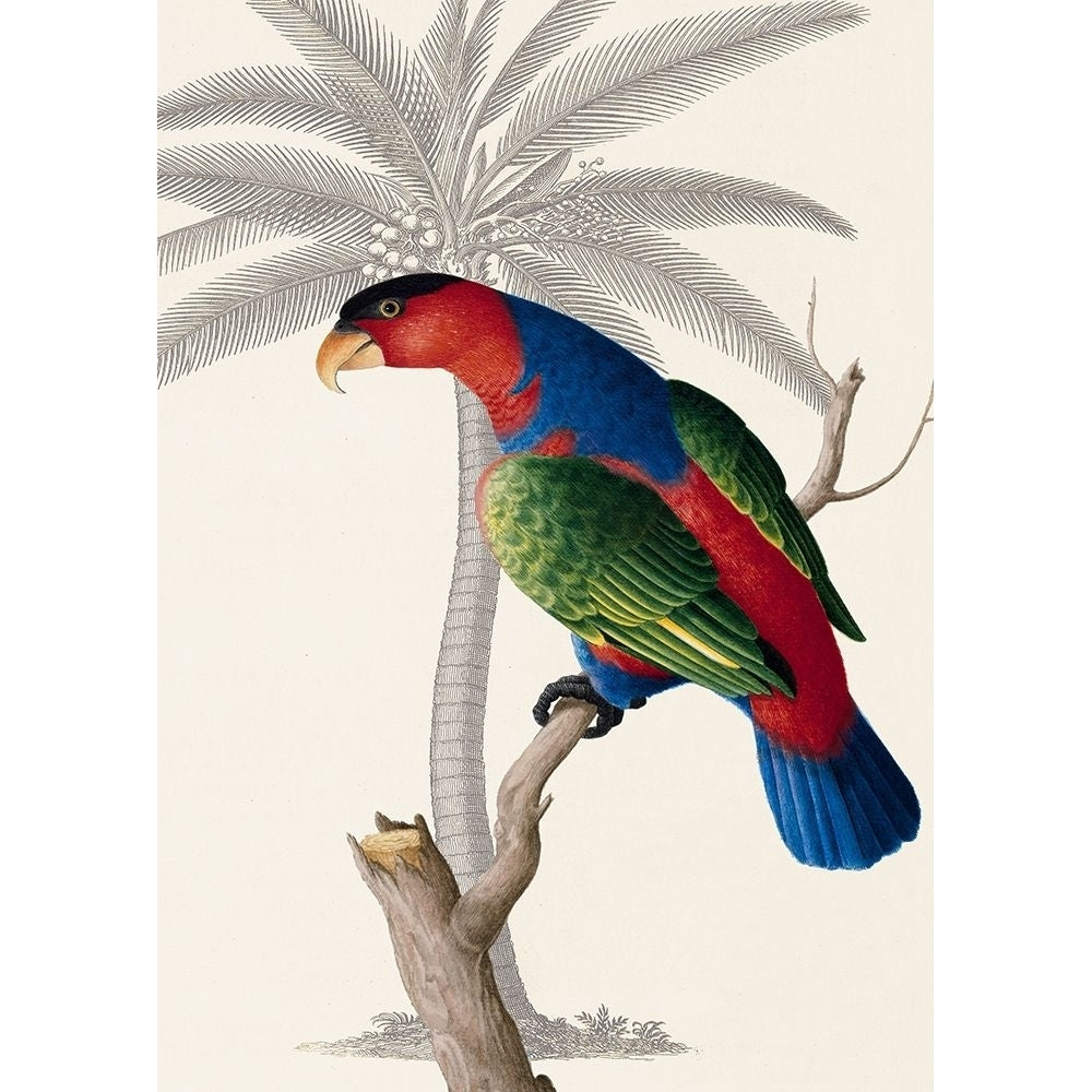 Palm/Lory Parrot Poster Print by Ehret-De Bevere Image 2