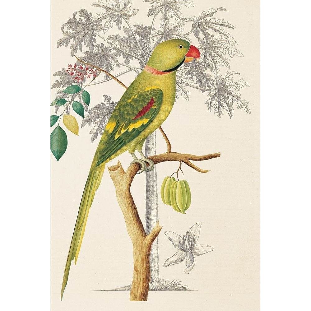 Palm/Parakeet Poster Print by Ehret-De Bevere Image 2