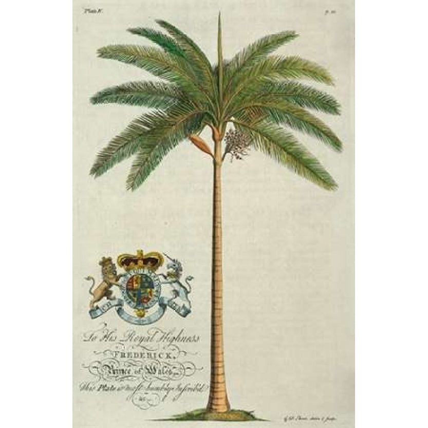 King Palm Poster Print by Georg Ehret Image 1