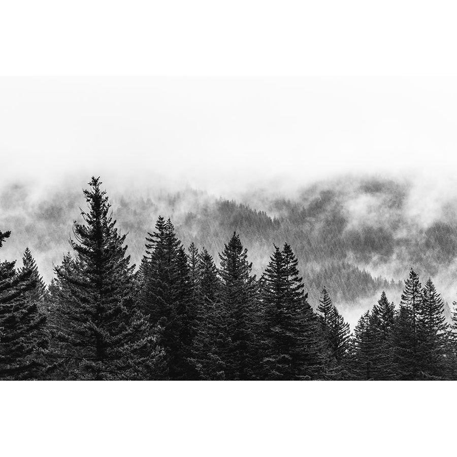 Clouds in the Forest Black and White Poster Print by Nature Magick Nature Magick   GI553A Image 1