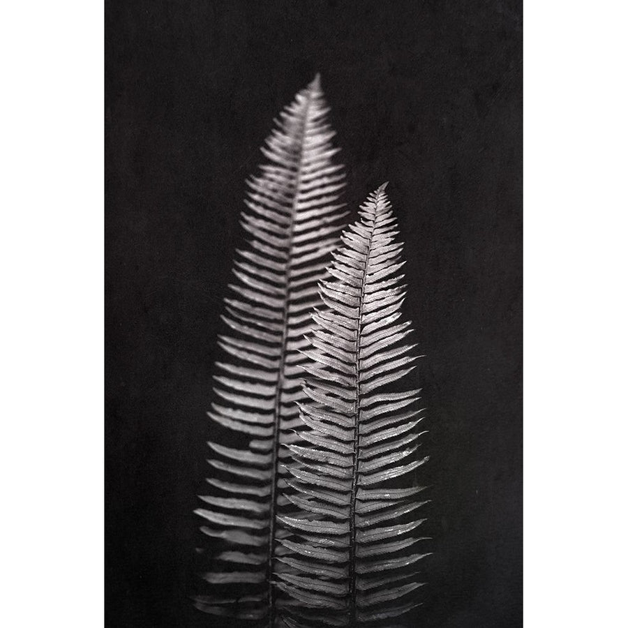 Black and White Forest Ferns Poster Print by Nature Magick Nature Magick   GI569A Image 1