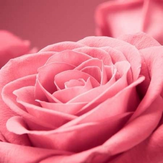 Pink Rose Poster Print by PhotoINC Studio Image 1