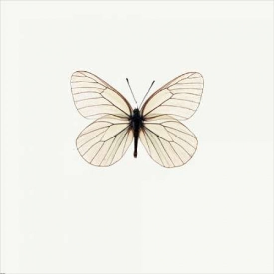 White Butterfly Poster Print by PhotoINC Studio Image 1