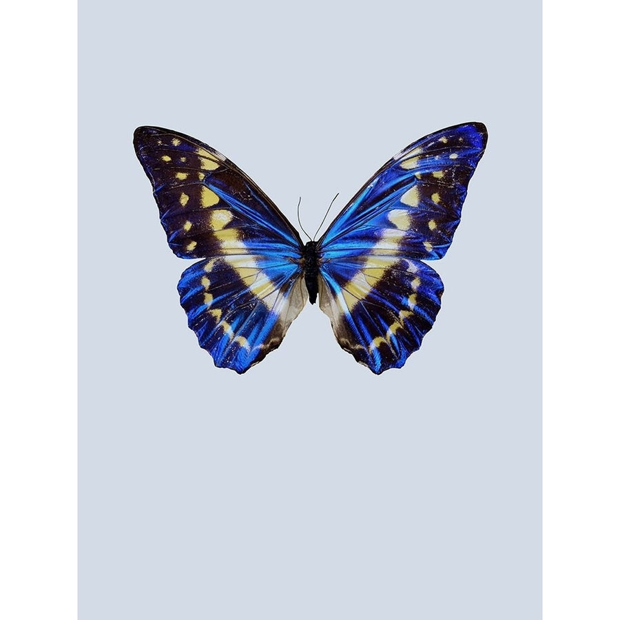 Blue Butterfly Poster Print by Incado Image 1
