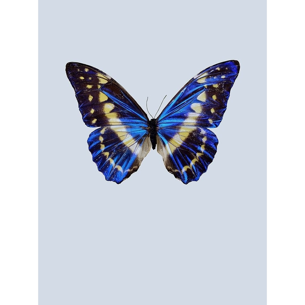 Blue Butterfly Poster Print by Incado Image 2