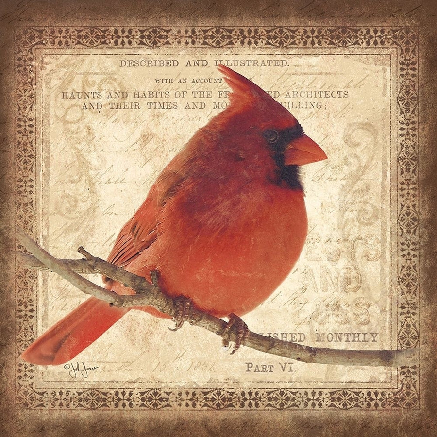 Male Cardinal Poster Print by John Jones Image 1