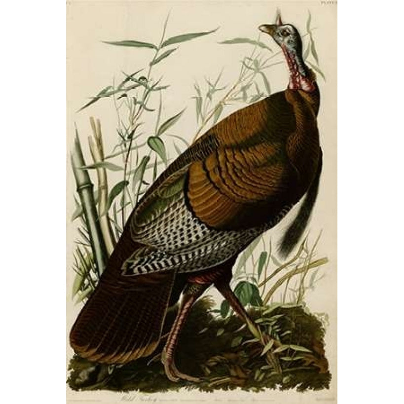 Willd Turkey Poster Print by John James Audubon Image 1