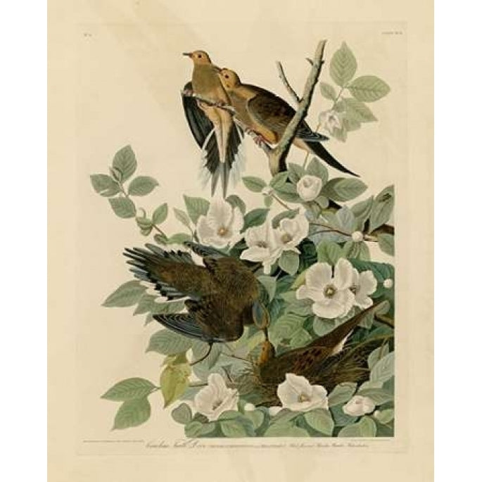 Carolina Turtle Dove Poster Print by John James Audubon Image 1