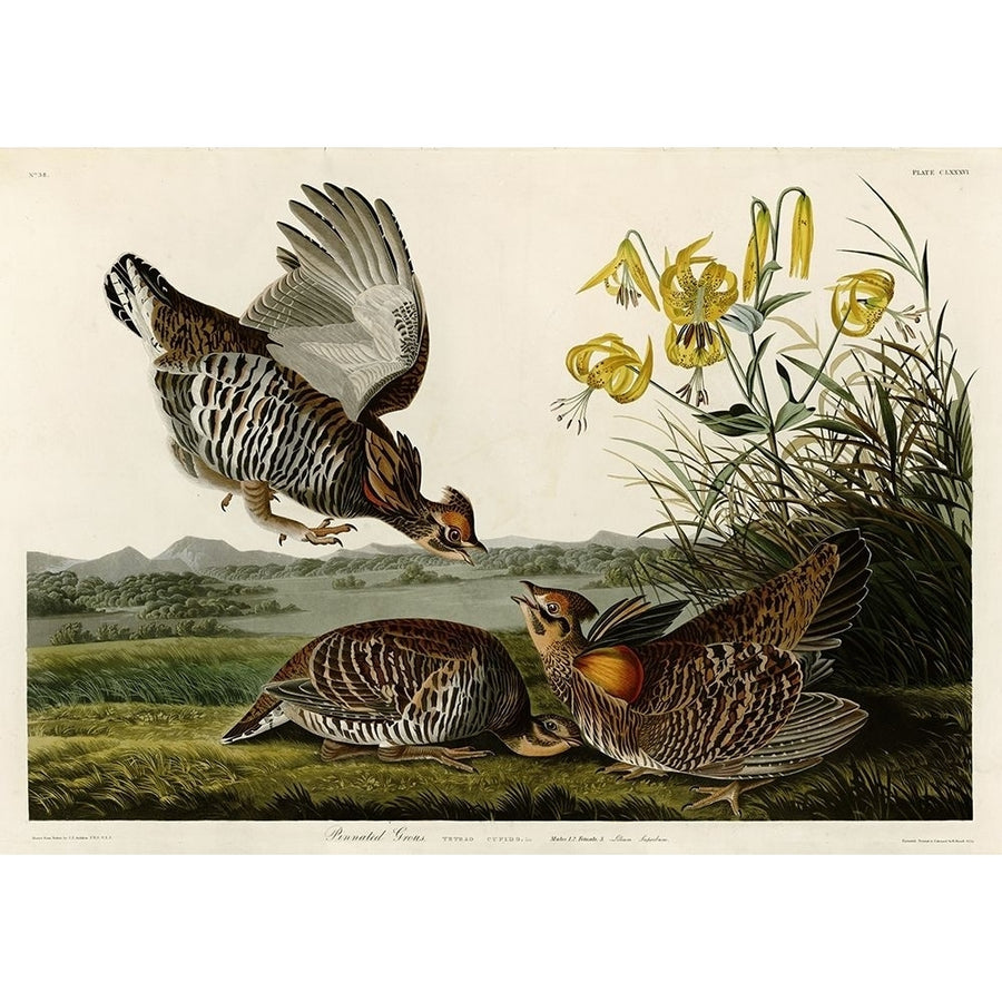 Pinnated Grouse Poster Print by John James Audubon Image 1