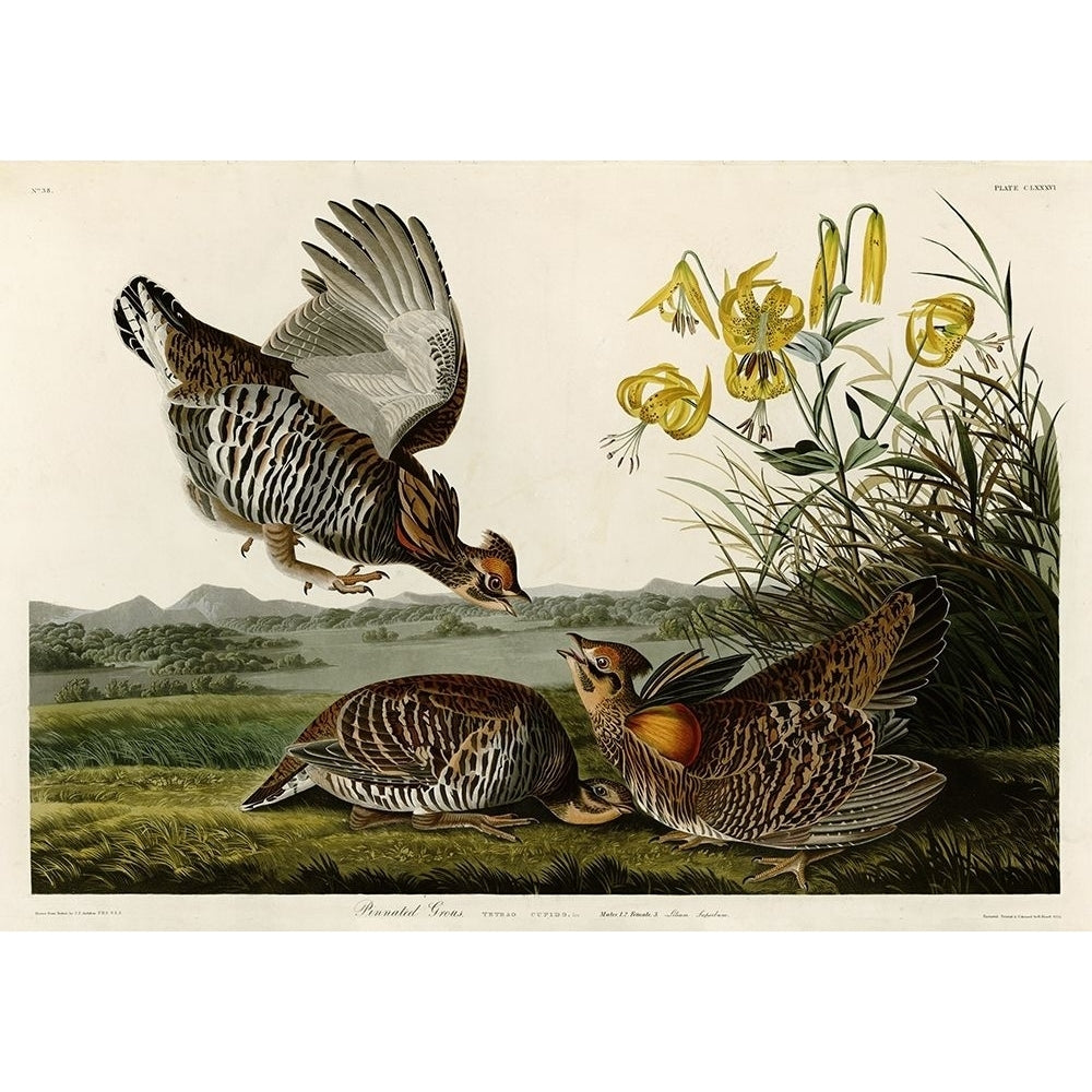 Pinnated Grouse Poster Print by John James Audubon Image 2