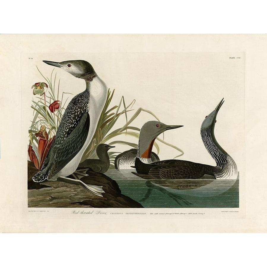 Red Throated Diver Poster Print by John James Audubon Image 1