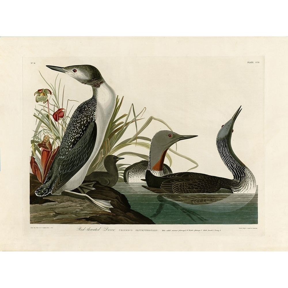 Red Throated Diver Poster Print by John James Audubon Image 2
