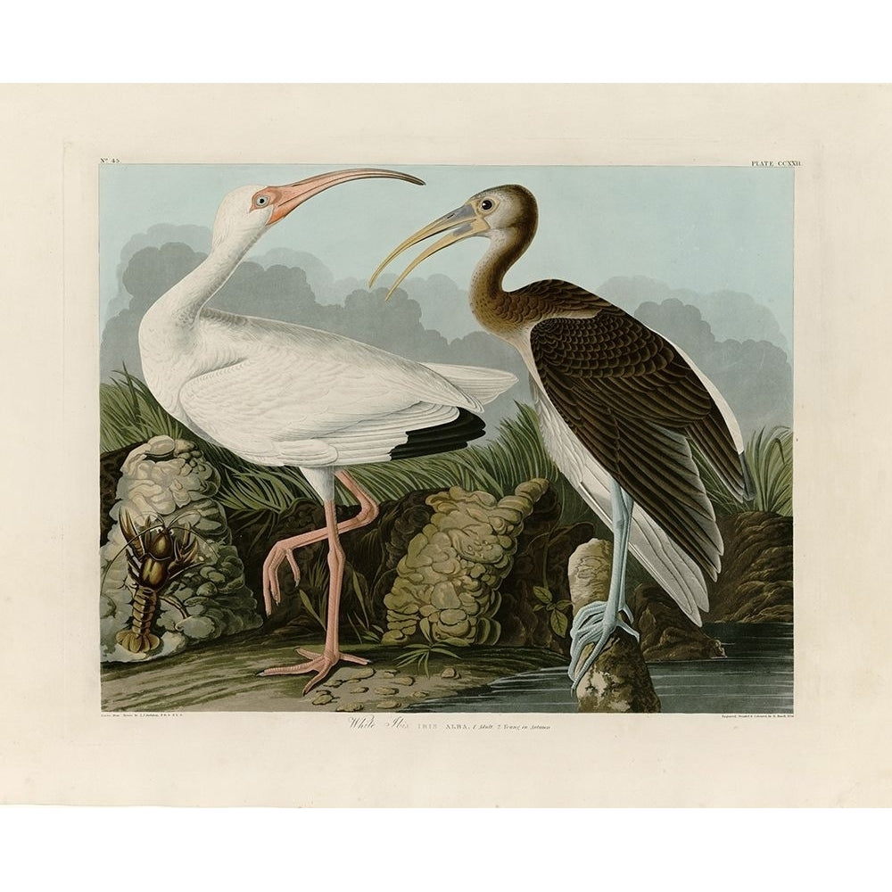 Ibis Poster Print by John James Audubon Image 2