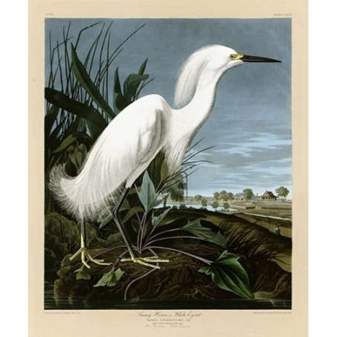 Snowy Heron or White Egret Poster Print by John James Audubon Image 1