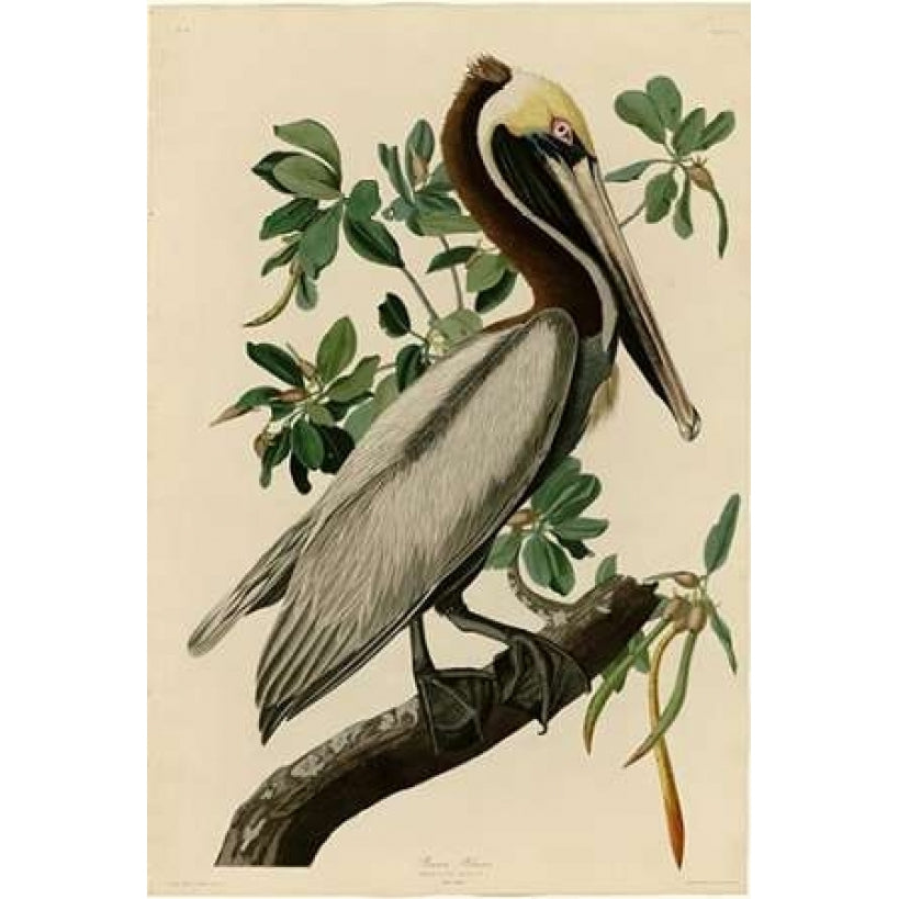 Brown Pelican Poster Print by John James Audubon Image 1