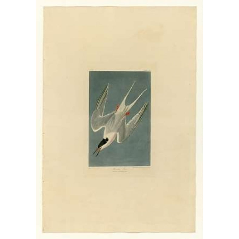 Roseate Tern Poster Print by John James Audubon Image 1