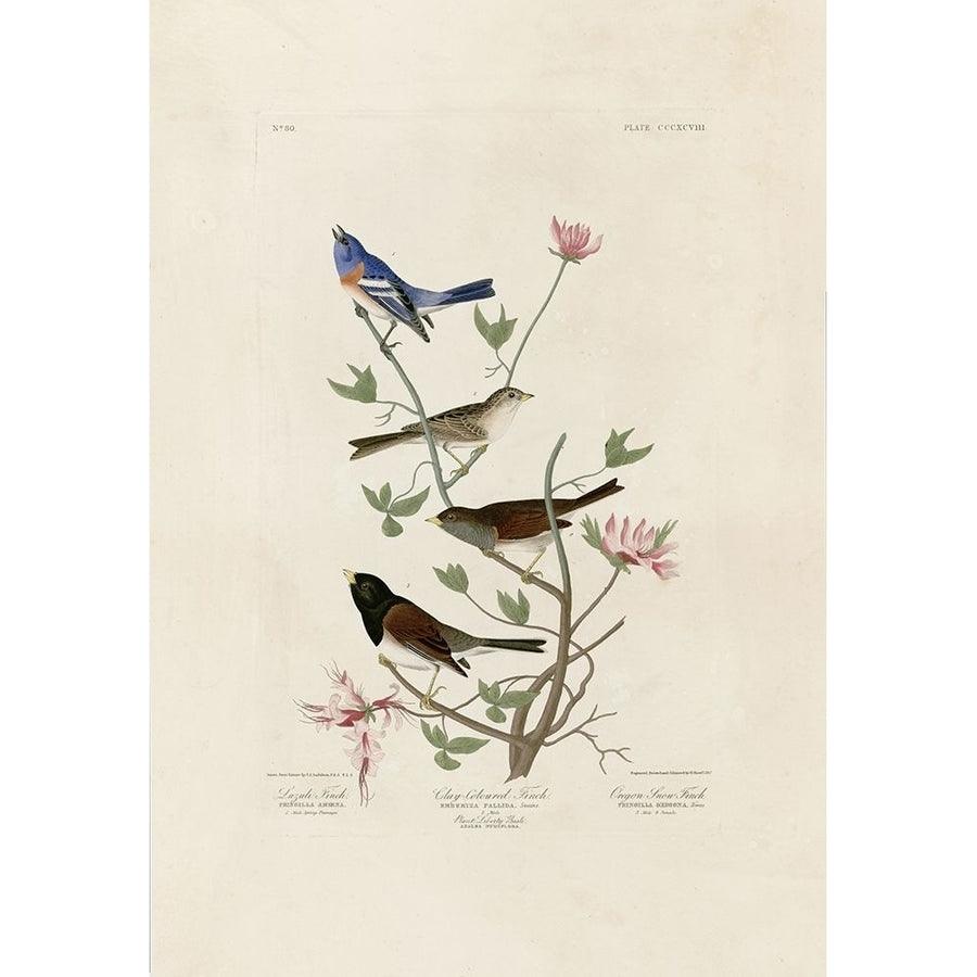 Finches Poster Print by John James Audubon Image 1