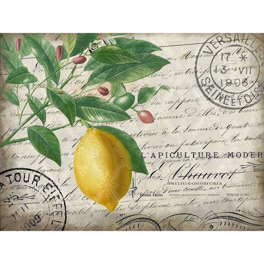Vintage Lemon Poster Print by Allen Kimberly Image 1