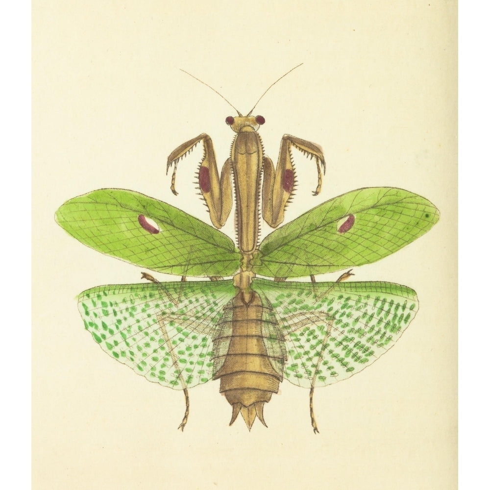 The naturalists miscellany 1789 Praying Mantis Poster Print by Richard P. Nodder Image 2