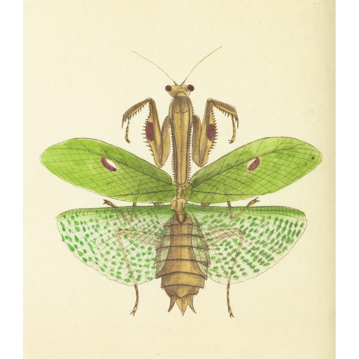 The naturalists miscellany 1789 Praying Mantis Poster Print by Richard P. Nodder Image 2