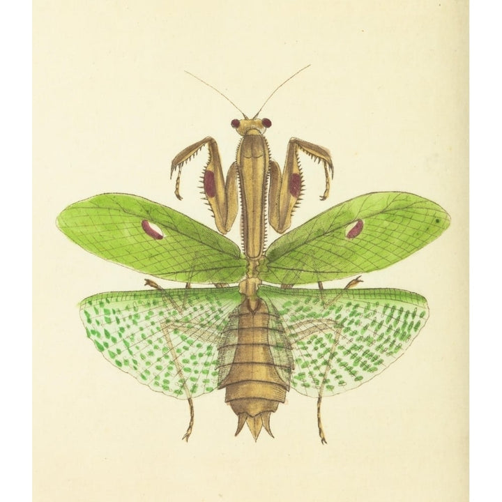 The naturalists miscellany 1789 Praying Mantis Poster Print by Richard P. Nodder Image 1