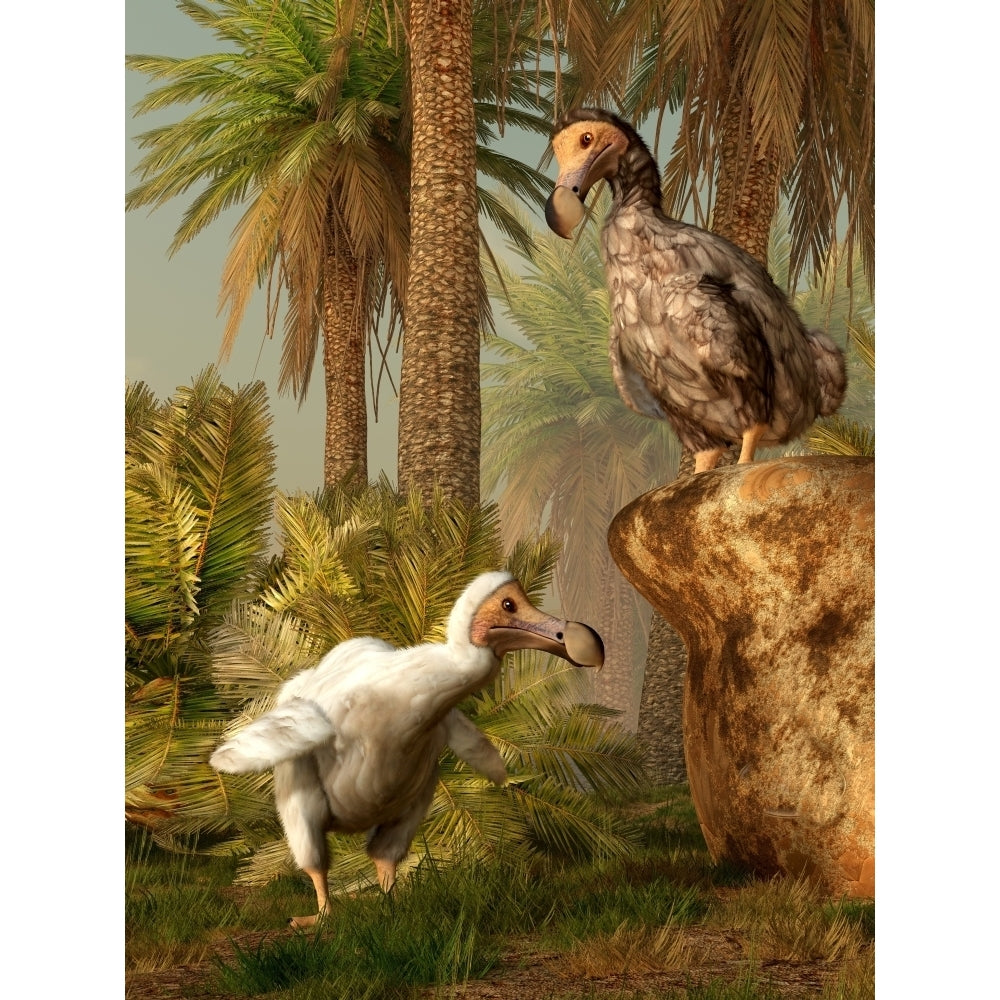 A pair of Dodo birds play a game of hide-and-seek Poster Print Image 2