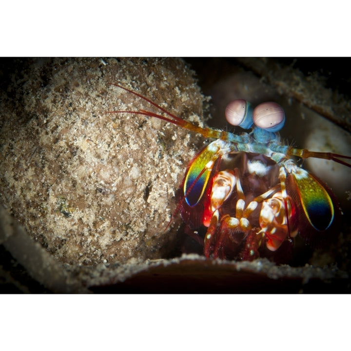Peacock mantis shrimp peering from behind a rock  Indonesia Poster Print Image 1