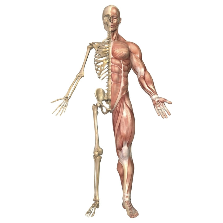 The human skeleton and muscular system  front view Poster Print Image 1