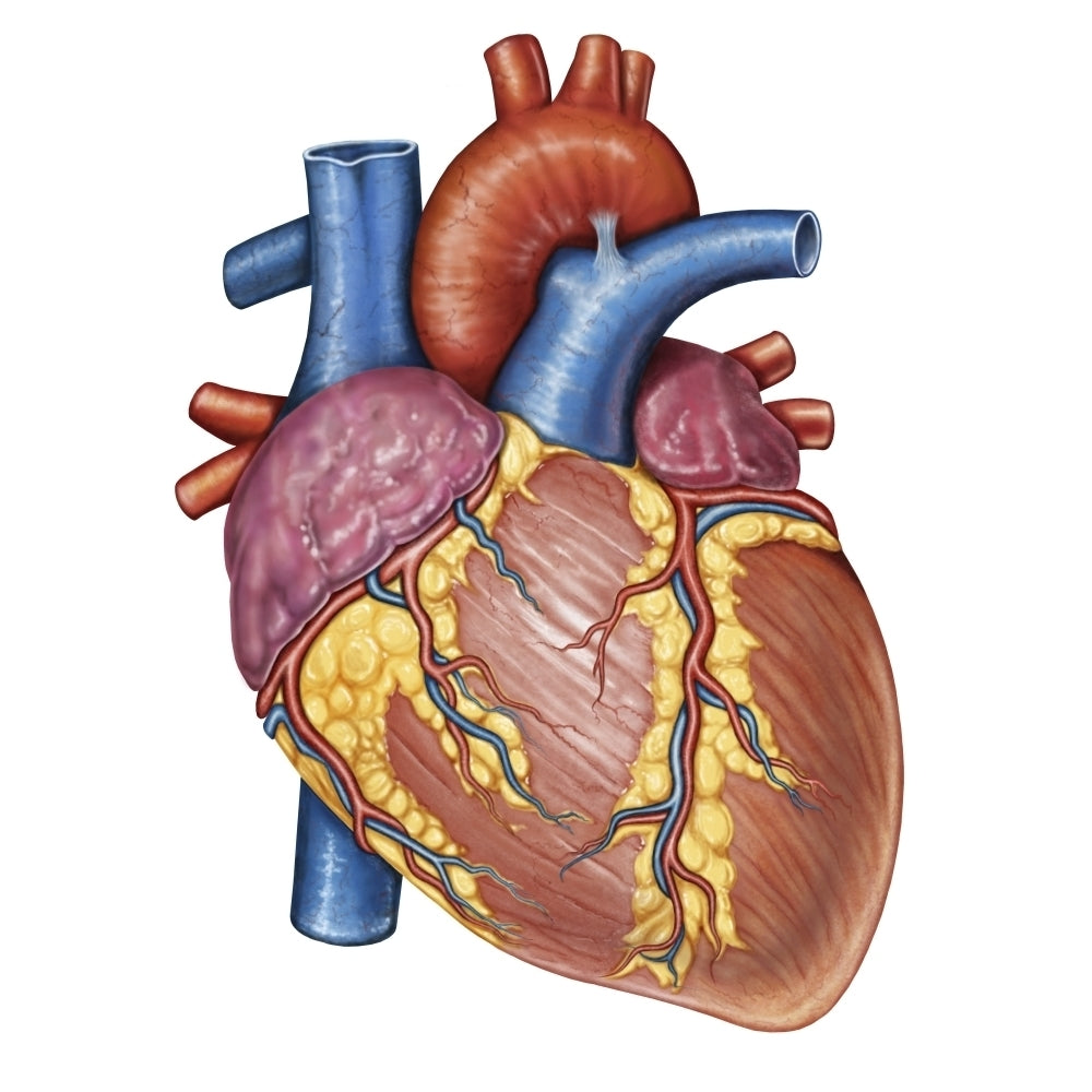 Gross anatomy of the human heart Poster Print Image 1