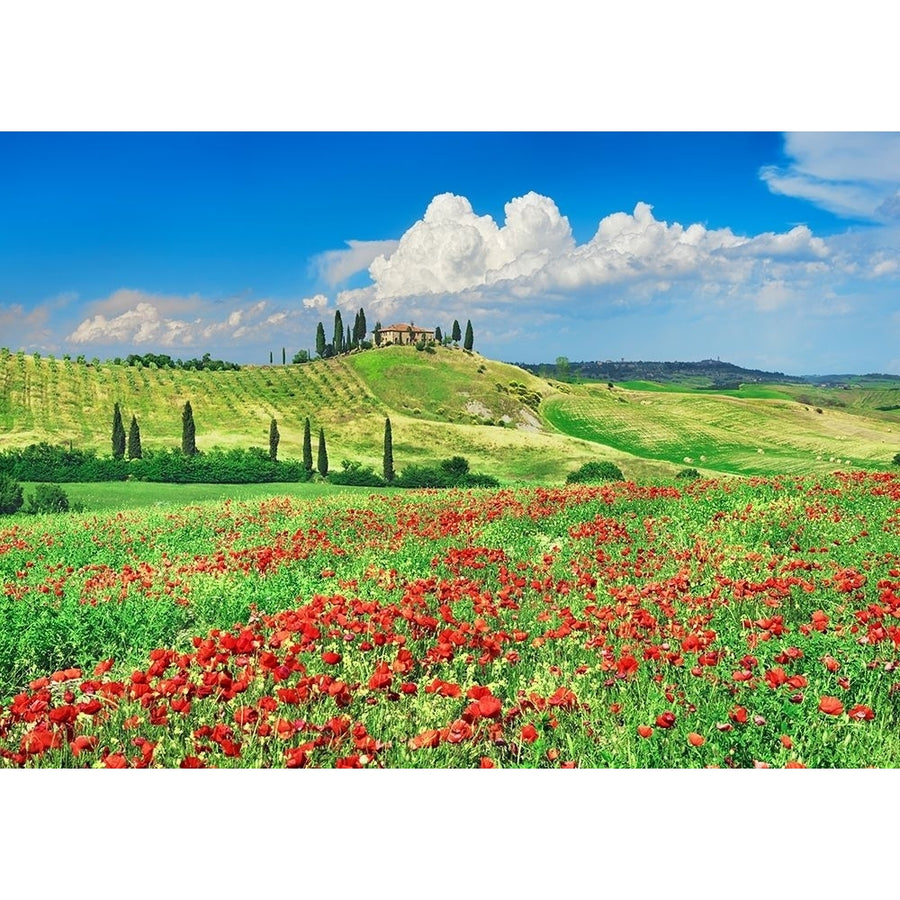 Farmhouse with Cypresses and Poppies- Val dOrcia- Tuscany Poster Print by Frank Krahmer-VARPDX3FK5188 Image 1