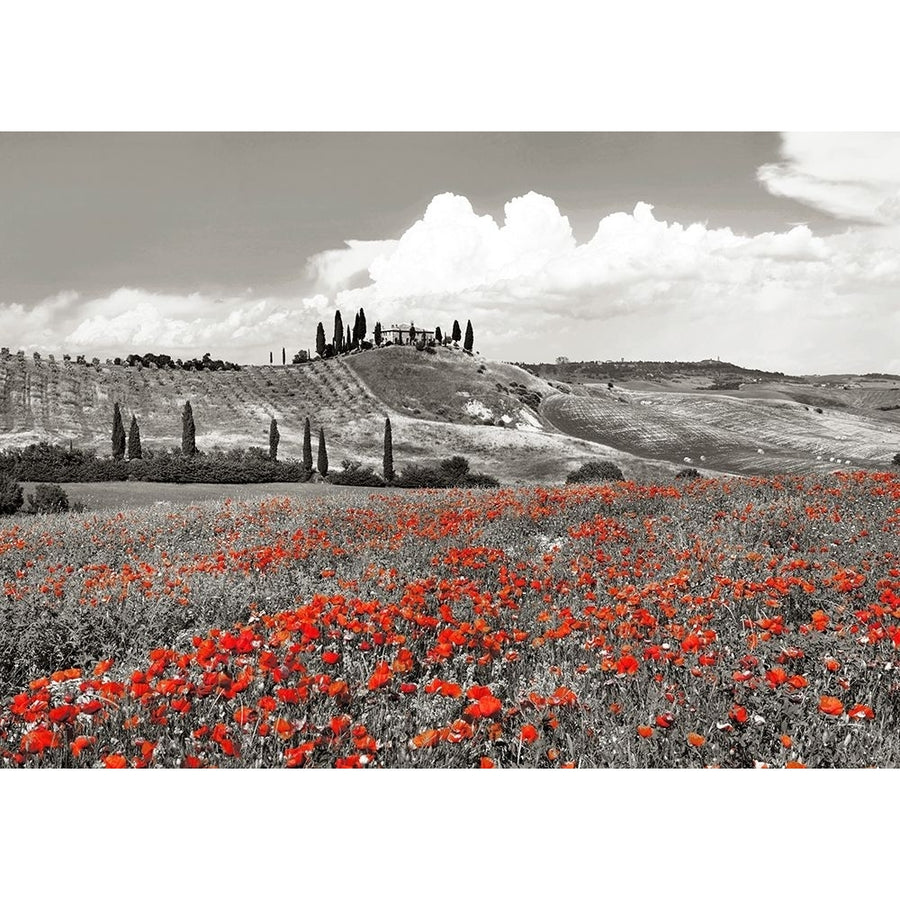 Farmhouse with Cypresses and Poppies- Val dOrcia- Tuscany-VARPDX3FK5189 Image 1