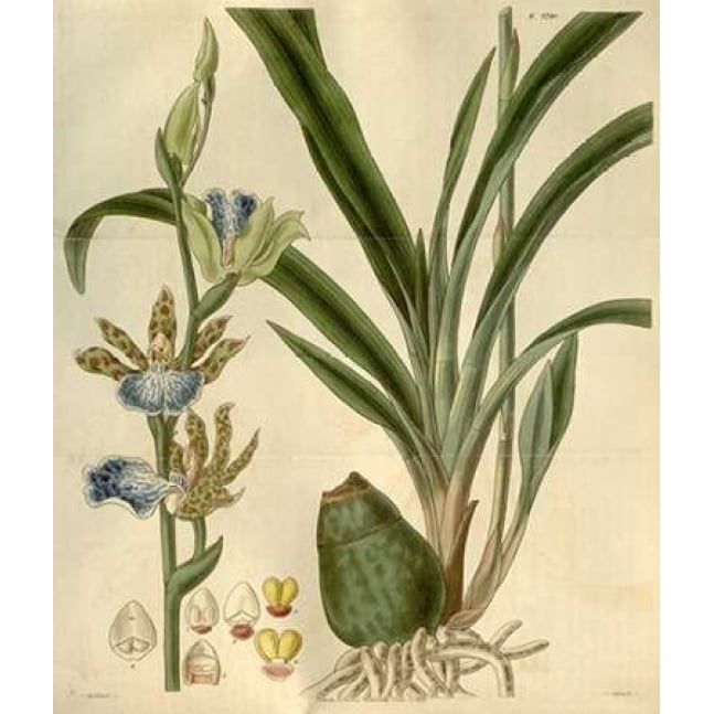 Orchid Zygopetalum Mackayi Poster Print by William Curtis-VARPDXCO11 Image 1