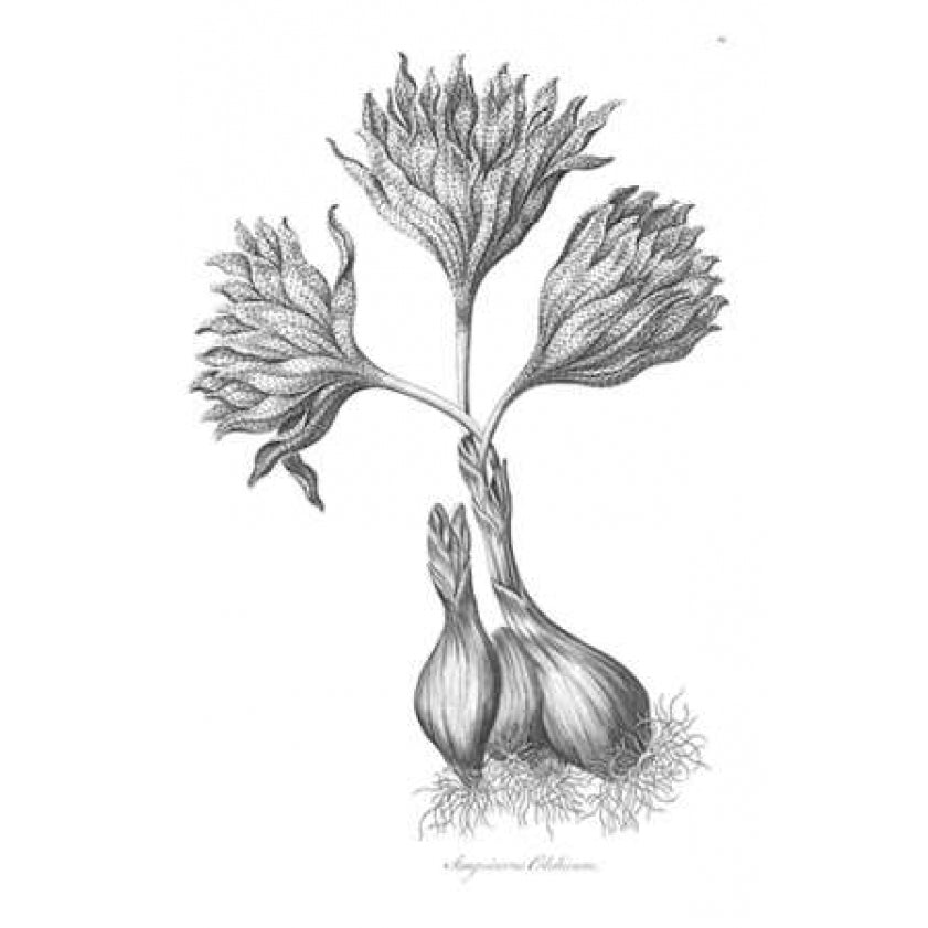 Sanguineous Colchicum Poster Print by John Hill-VARPDXJH12 Image 1