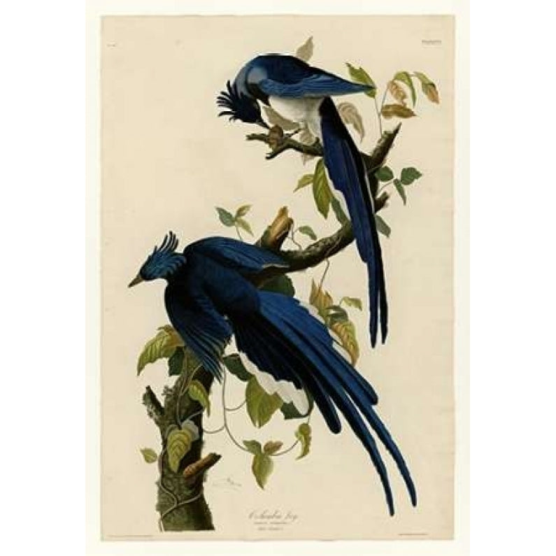 Columbia Jay Poster Print by John James Audubon-VARPDXJJA96 Image 1