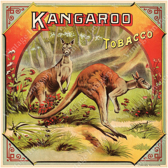 Vintage Kangaroo Australia Tobacco Crate Label Fine Art Print 16x16 Inch Poster Image 1