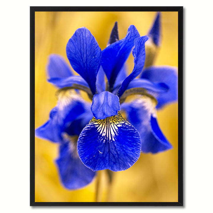 Blue Iris Flower Framed Canvas Print  Wall Art Image 1