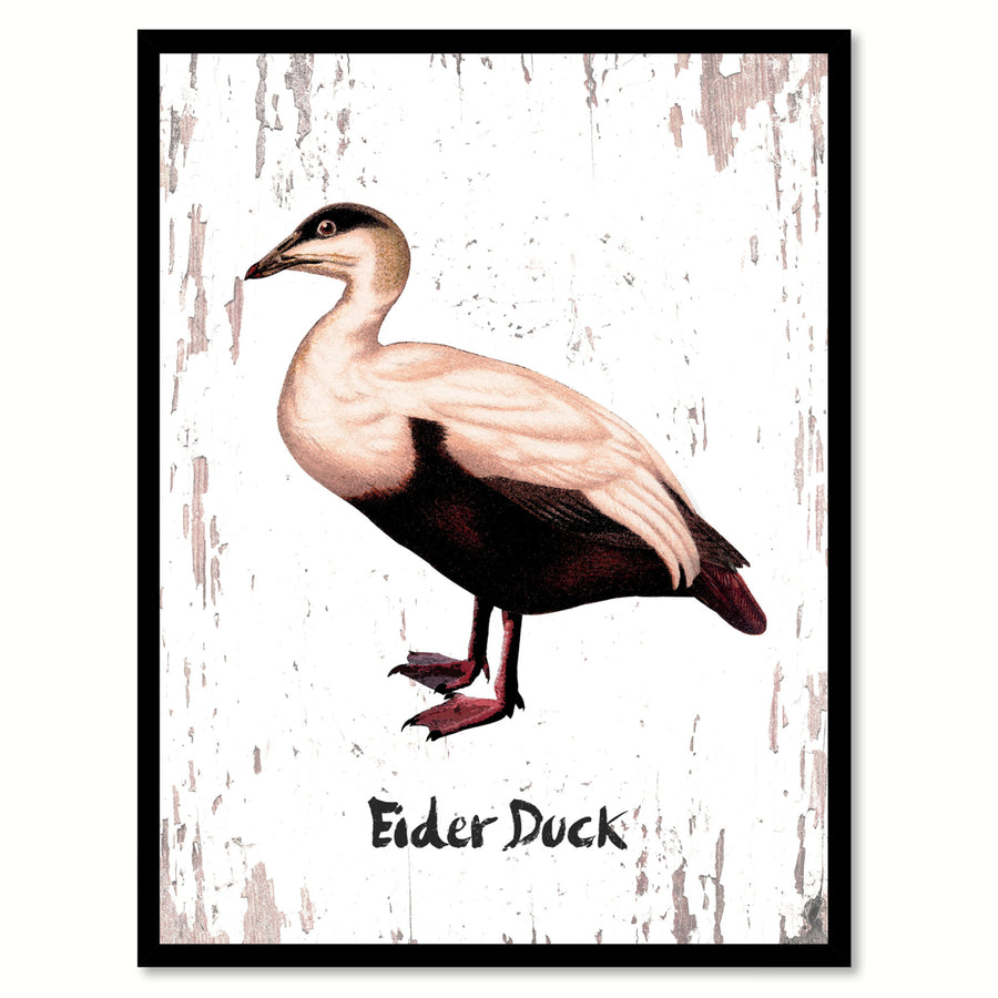 Eider Duck Bird Canvas Print with Black Picture Frame Gift Ideas  Wall Art Decoration Image 1