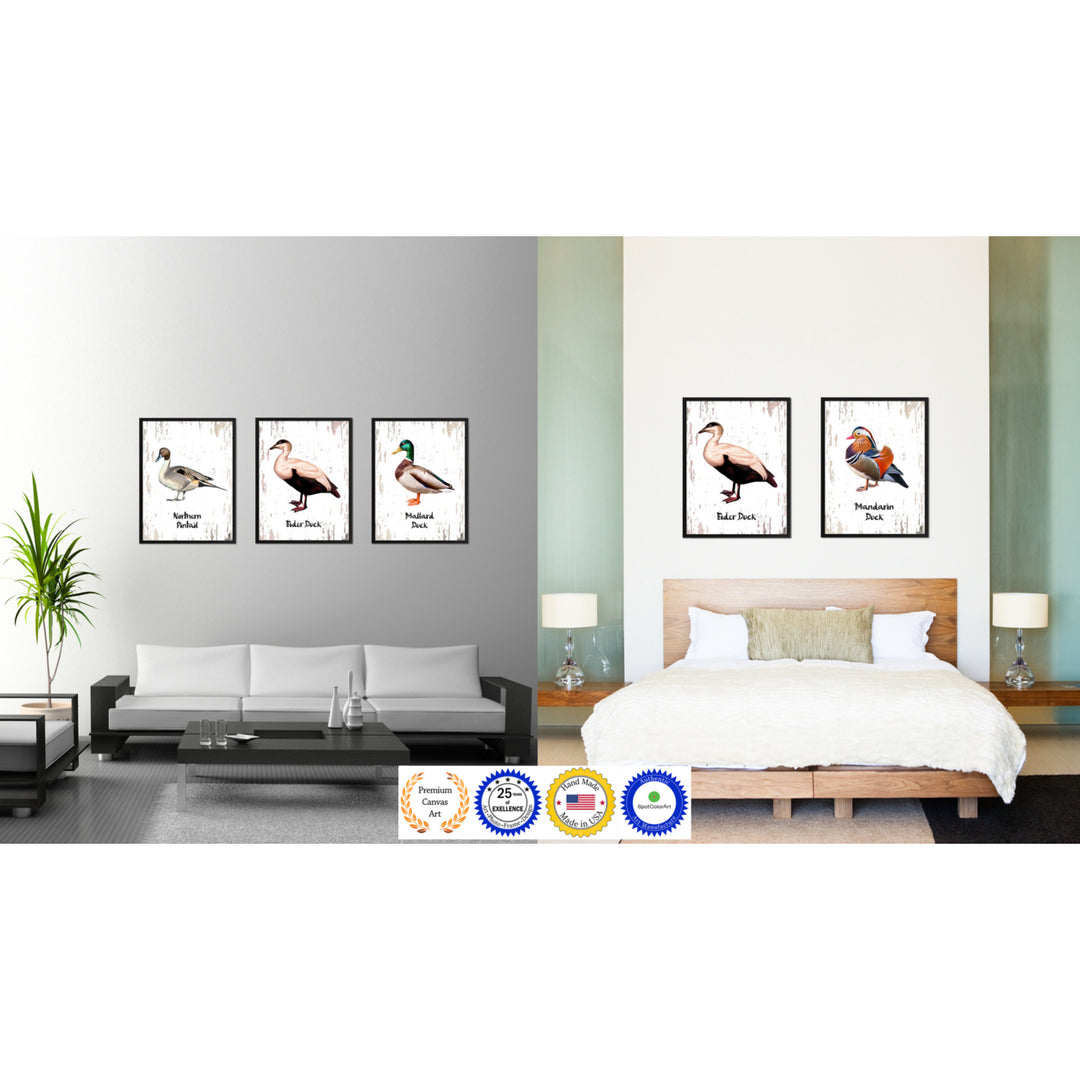 Eider Duck Bird Canvas Print with Black Picture Frame Gift Ideas  Wall Art Decoration Image 3
