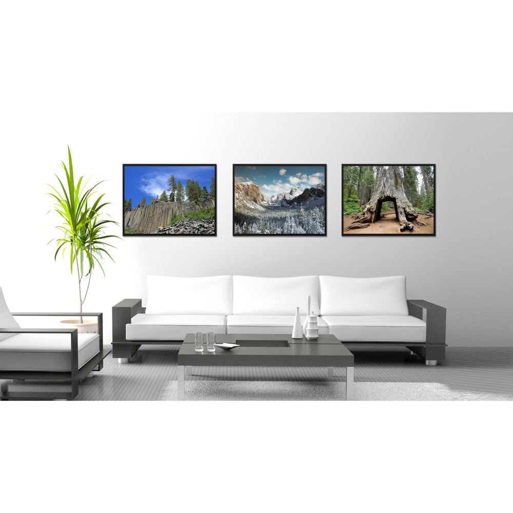 Giant Sequoia Tree Yosemite Landscape Photo Canvas Print Pictures Frames  Wall Art Gifts Image 2