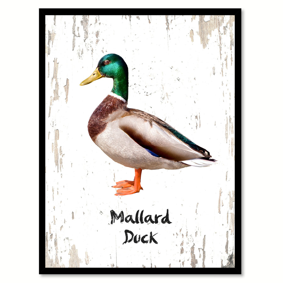 Mallard Duck Bird Canvas Print with Black Picture Frame Gift Ideas  Wall Art Decoration Image 1