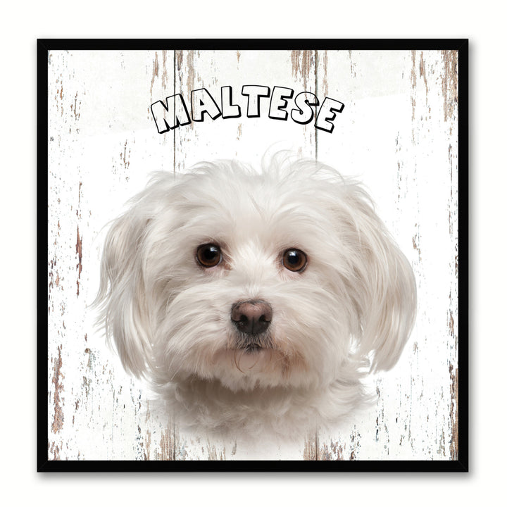 Maltese Dog Canvas Print with Picture Frame Gift  Wall Art Decoration Image 1