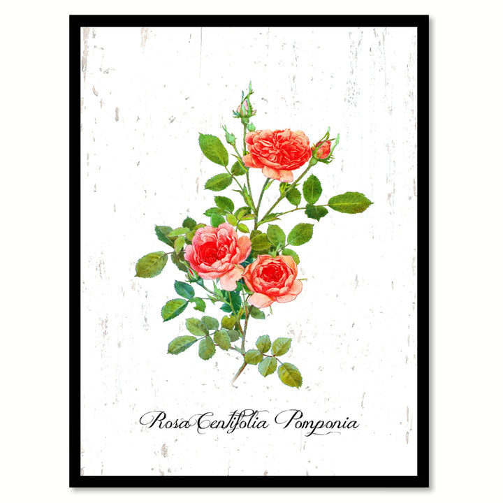 Orange Centifolia Pomponia Rose Flower Canvas Print with Picture Frame  Wall Art Gifts Image 1