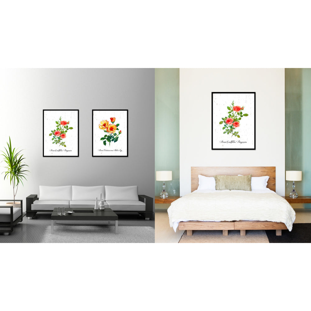 Orange Centifolia Pomponia Rose Flower Canvas Print with Picture Frame  Wall Art Gifts Image 2