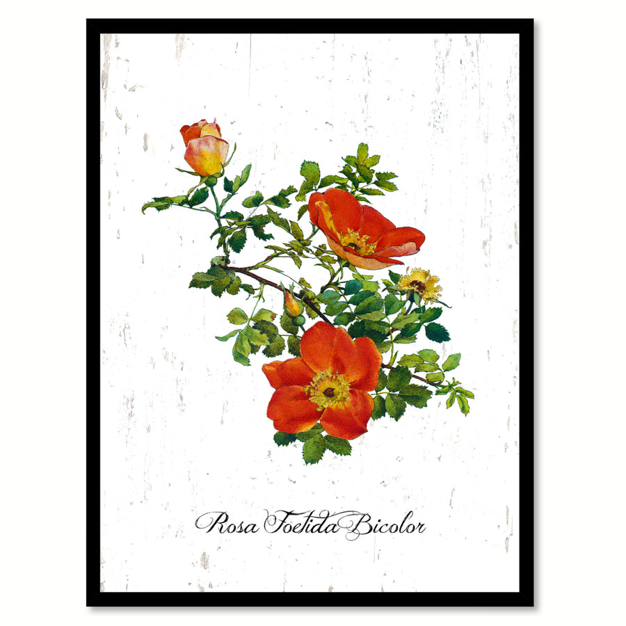 Orange Foetida Bicolor Rose Flower Canvas Print with Picture Frame  Wall Art Gifts Image 1