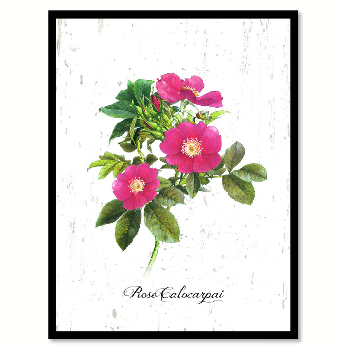 Pink Calocarpai Rose Flower Canvas Print with Picture Frame  Wall Art Gifts Image 1