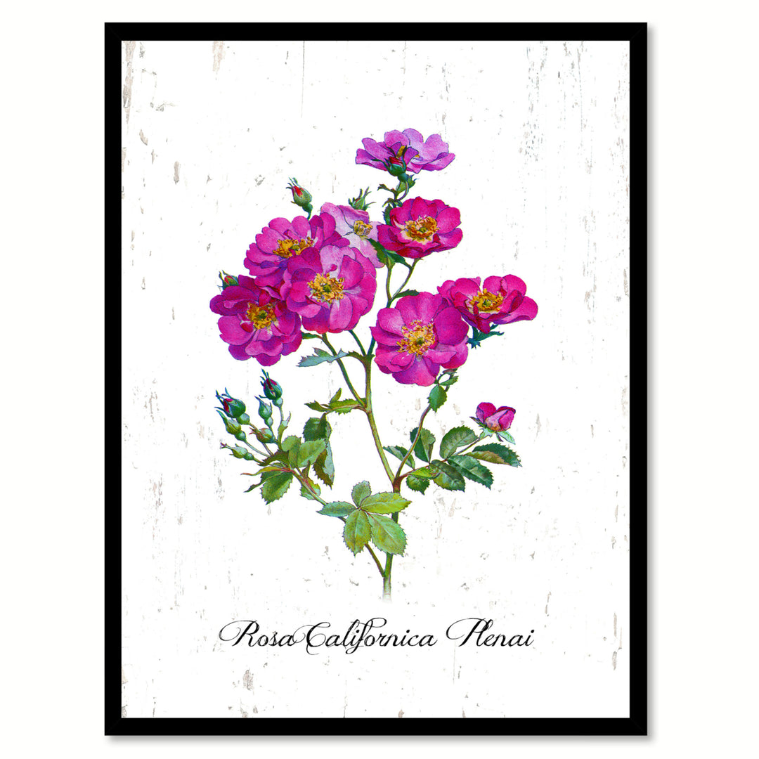 Pink Californica Plenai Rose Flower Canvas Print with Picture Frame  Wall Art Gifts Image 1