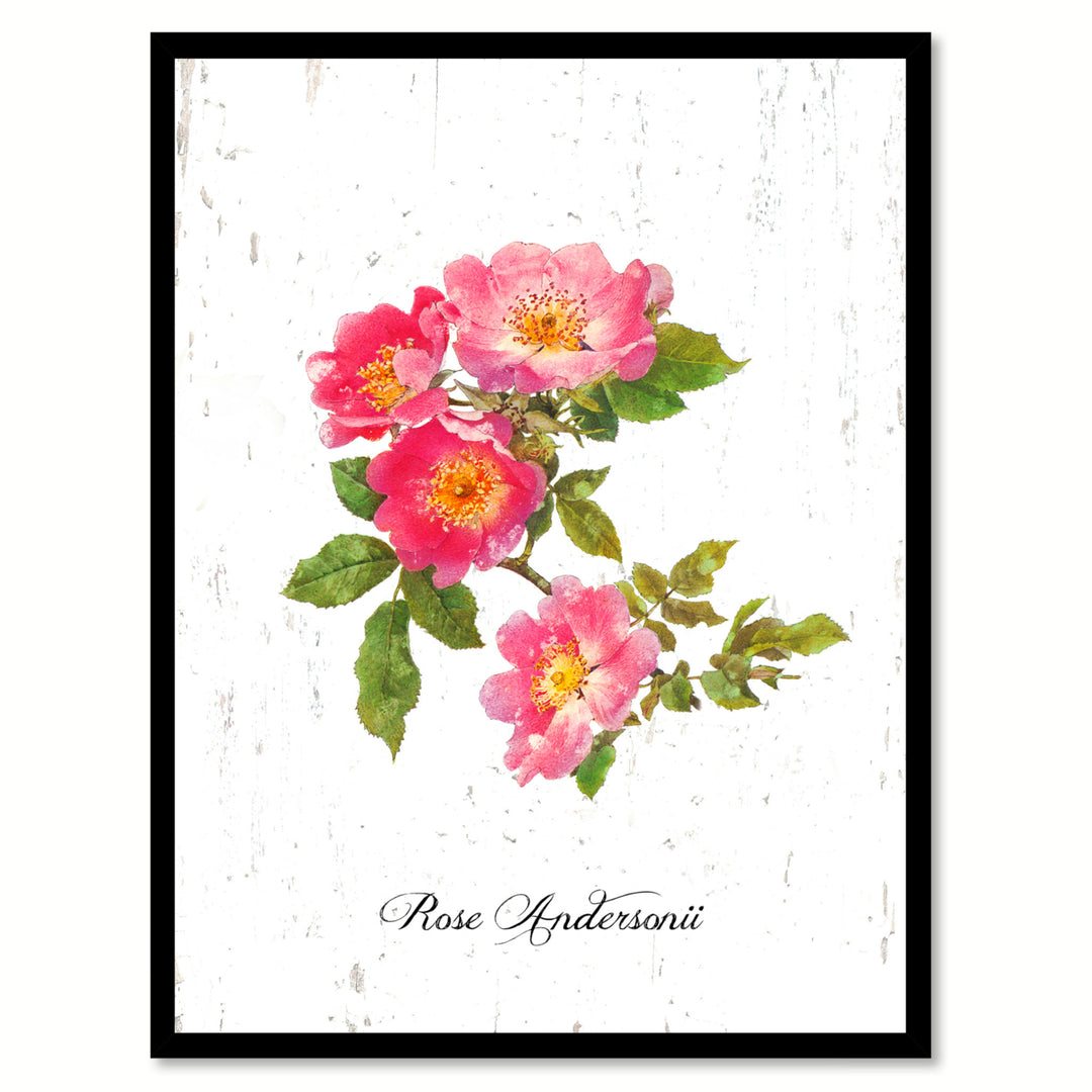 Pink Andersonii Rose Flower Canvas Print with Picture Frame  Wall Art Gifts Image 1