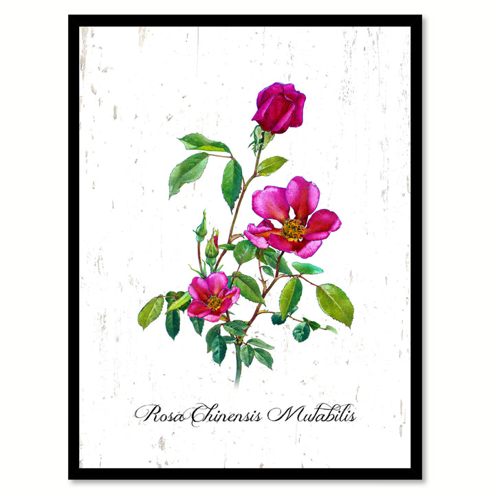 Pink Chinensis Mutabilis Rose Flower Canvas Print with Picture Frame  Wall Art Gifts Image 1