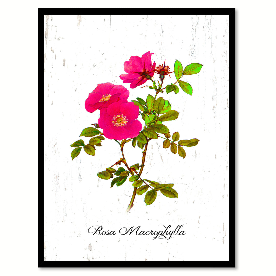 Pink Macrophylla Rose Flower Canvas Print with Picture Frame  Wall Art Gifts Image 1